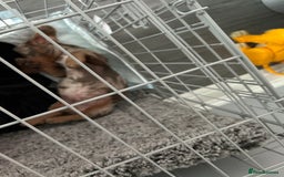 Miniature Dachshund dogs for sale: 12 week old Male Miniature Dachshund - Image 3