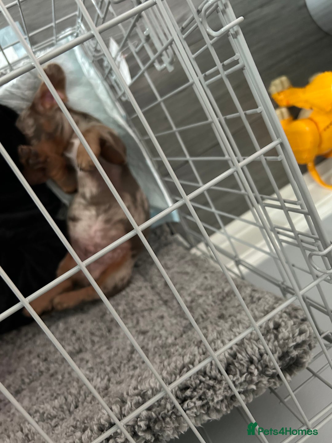 Miniature Dachshund dogs for sale: 12 week old Male Miniature Dachshund - Image 3