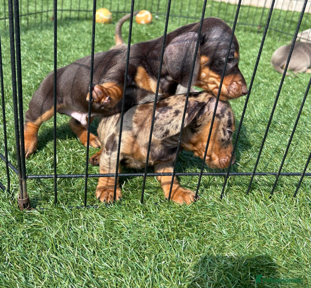 Miniature Dachshund dogs for sale: Kc miniature dachshund  ready now 🐶 in Manchester - Image 12