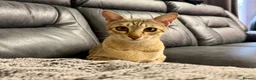 Savannah cats for sale: Special F2 Savannah Girl Seeking Forever Love ❤ - Advert 17