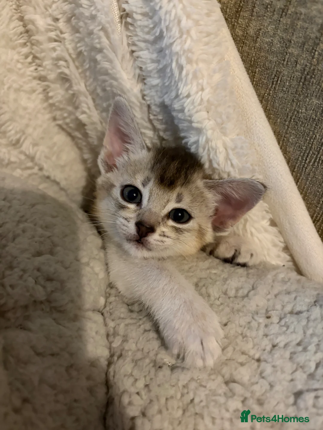 Abyssinian cats for sale: *1 girl left* GCCF - Silver Abyssinian kittens - Advert 2
