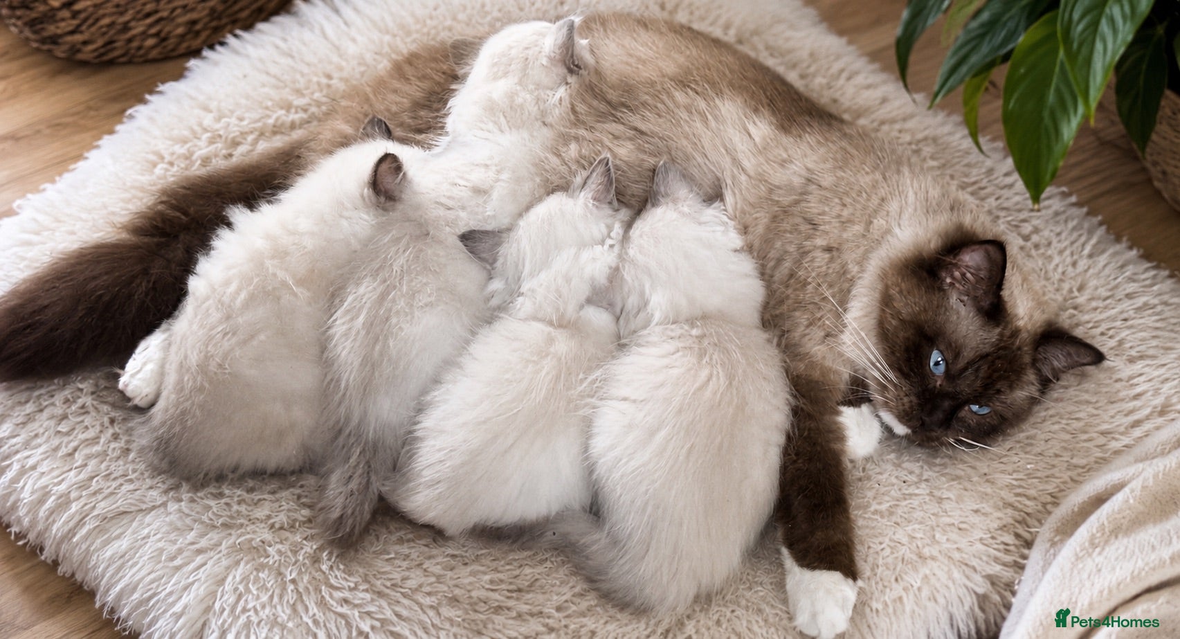 Ragdoll cats 🏆Sired by Imperial Grand Champion TICA REGISTERED - Advert 1