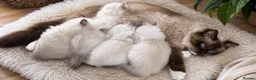 Ragdoll cats for sale: 🏆Sired by Imperial Grand Champion TICA REGISTERED - Advert 1