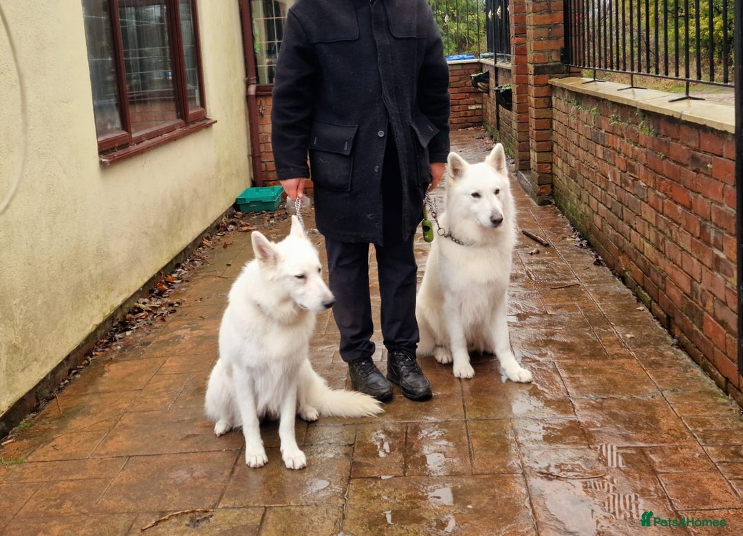 German Shepherd dogs for sale: KC White Long Hair Shepherd Pupp's– Champion Lines - Advert 13