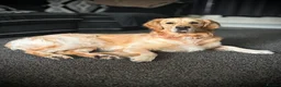 Golden Retriever dogs for stud: Beautiful KC-Reg Golden Retriever Stud (proven) - Advert 2