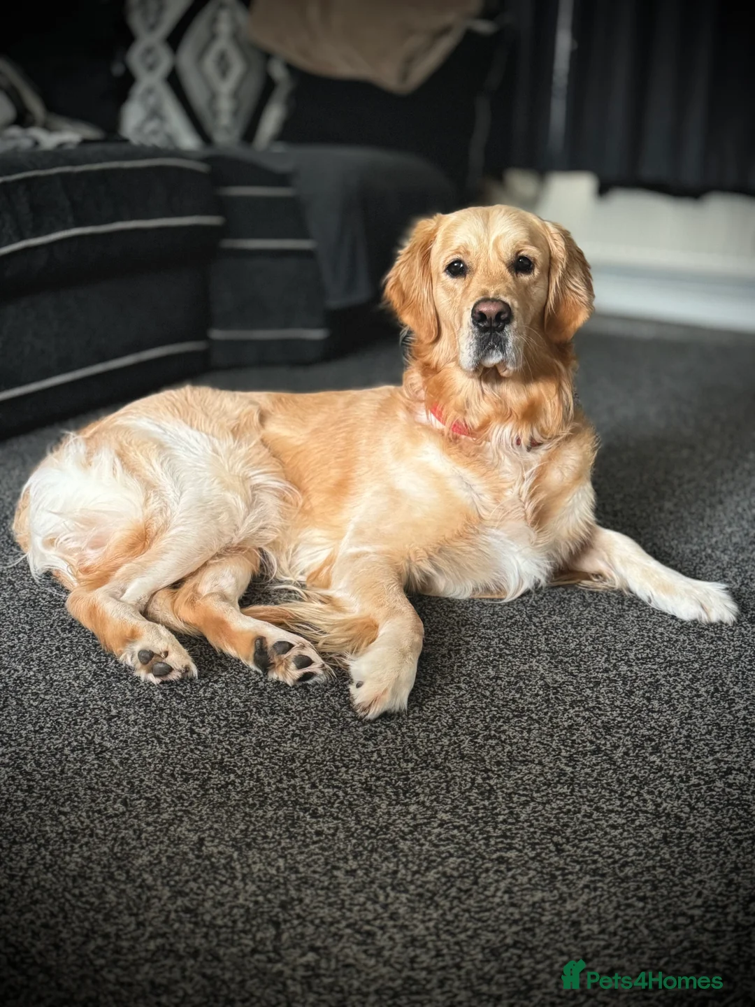 Golden Retriever dogs for stud: Beautiful KC-Reg Golden Retriever Stud (proven) - Advert 2