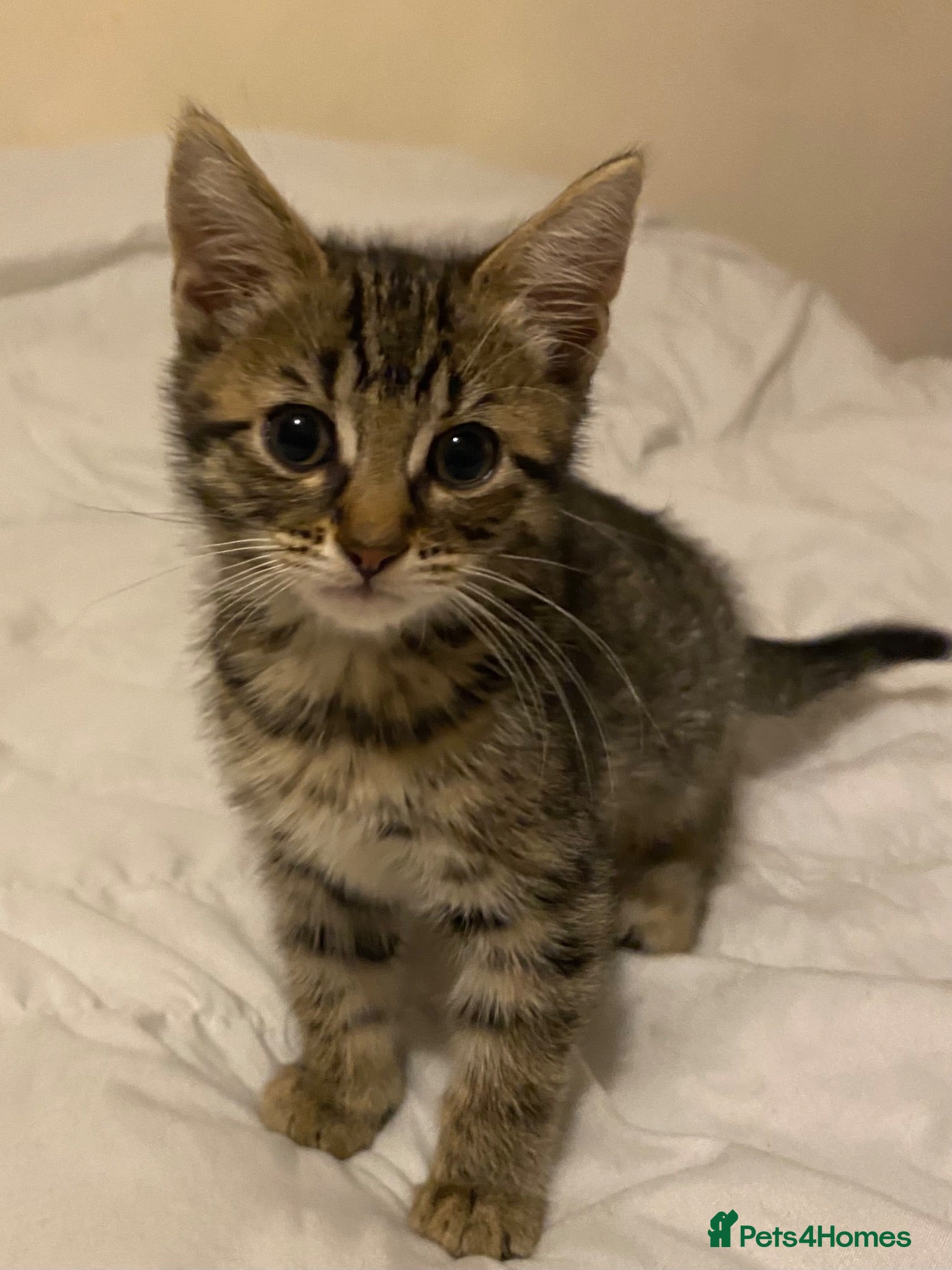 Bengal cats ** 2 Gorgeous Bengal/khao manee kittens  - Advert 10