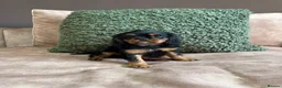 Cavalier King Charles Spaniel dogs for sale: Donna Jays Petite Cavaliers 🌟🌟🌟🌟🌟 - Advert 17