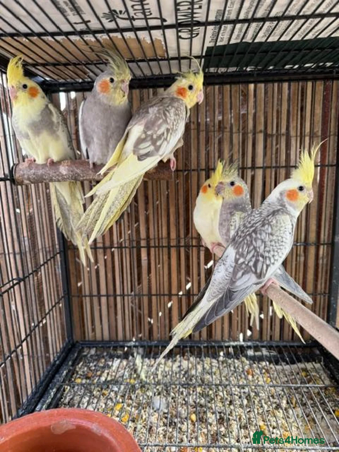 Cockatiels birds for sale: BEAUTIFUL Cockatiels FOR SALE - Advert 1