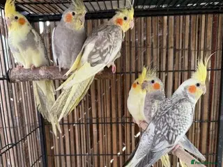 Cockatiels birds BEAUTIFUL Cockatiels FOR SALE - Advert 2