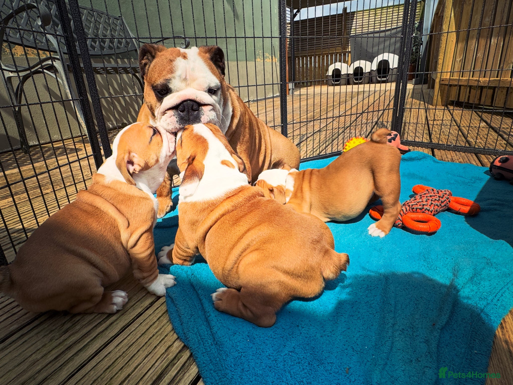 English Bulldog dogs for sale: Beautifully bred English bulldogs  - Advert 1