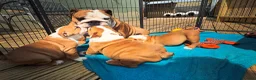English Bulldog dogs for sale: Beautifully bred English bulldogs  - Advert 1