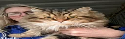 Siberian cats for sale: Retiring show cats in Billericay - Advert 14