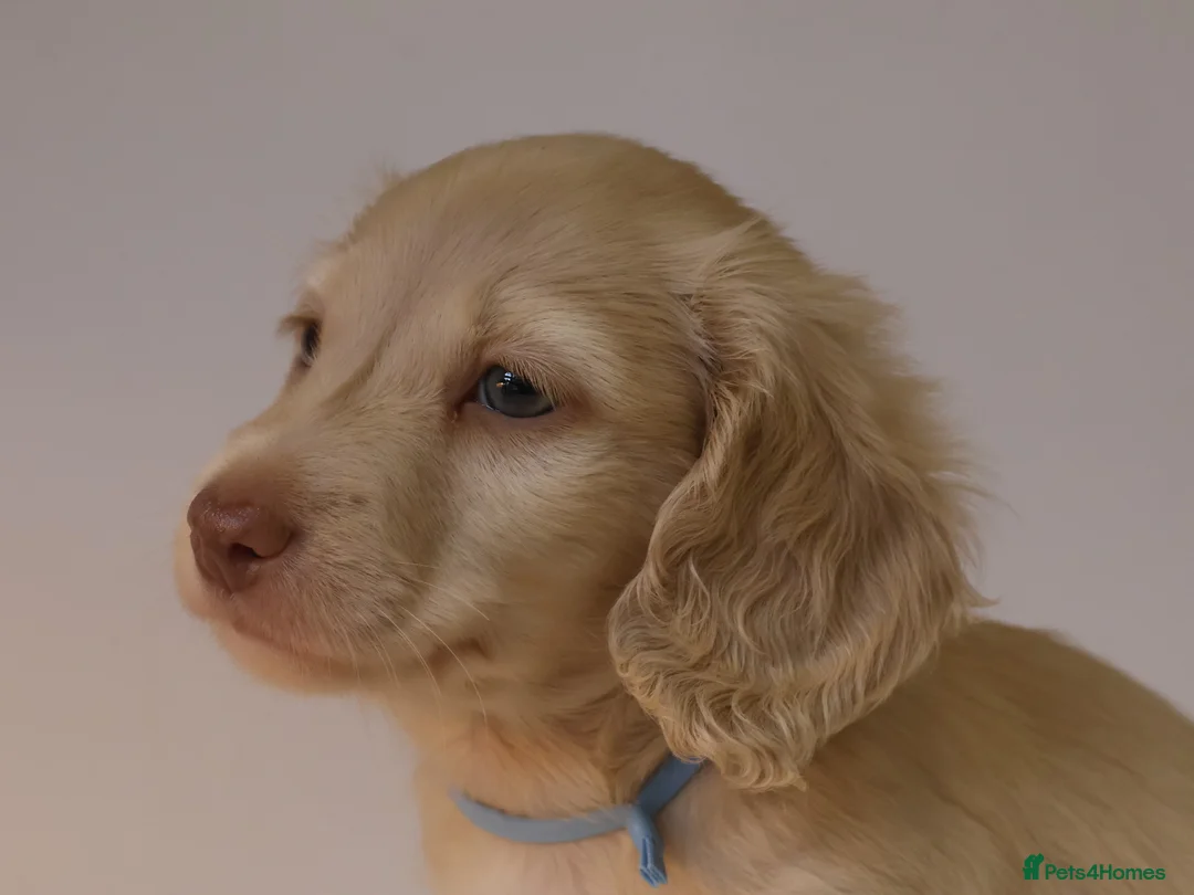 Miniature Dachshund dogs for sale: 5*Licensed+CREAMLONGHAIR+KCreg+PRACLEAR+Vetchecked - Advert 30