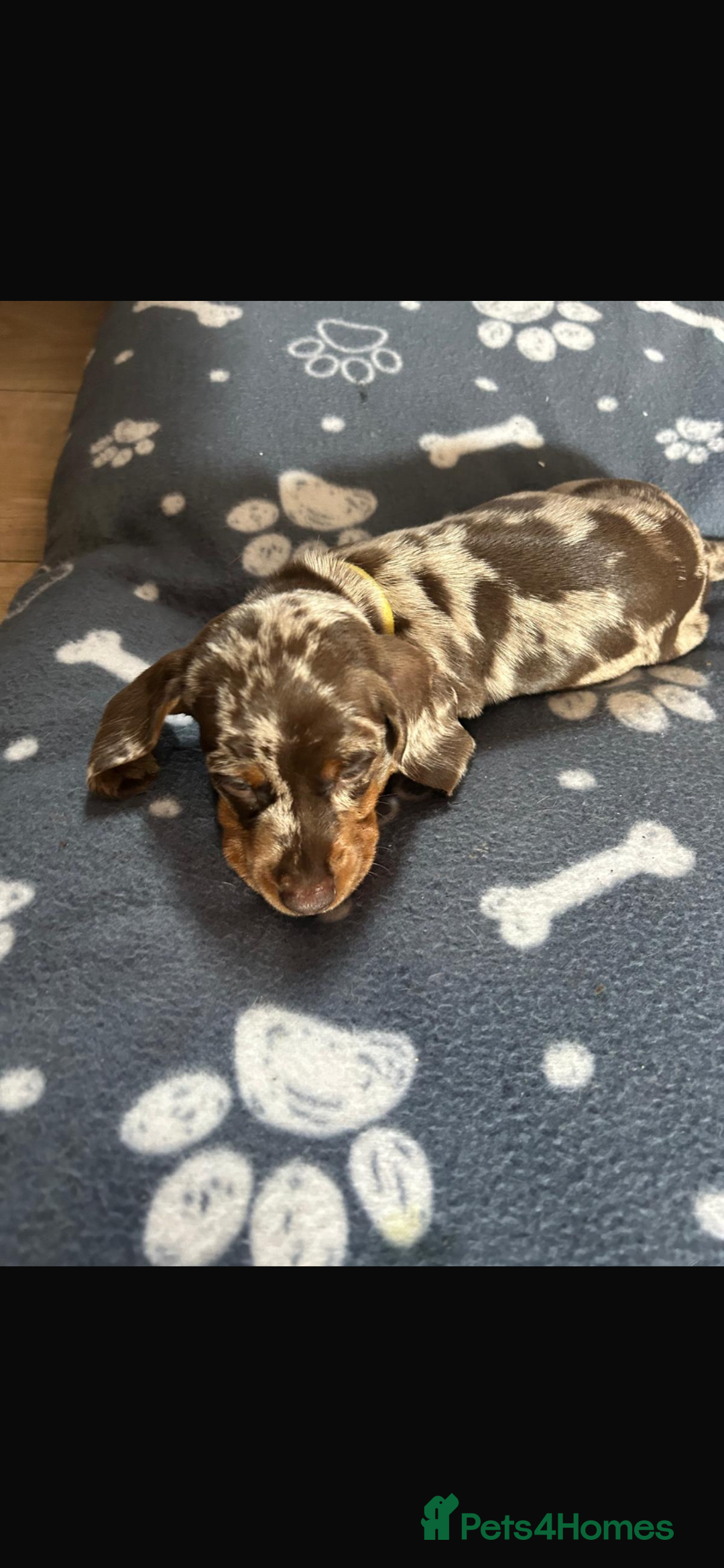 Miniature Dachshund dogs for sale: Miniature dachshunds  - Image 6
