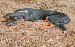 Huntaway dogs for sale: Male Huntaway Pups  - Image 4