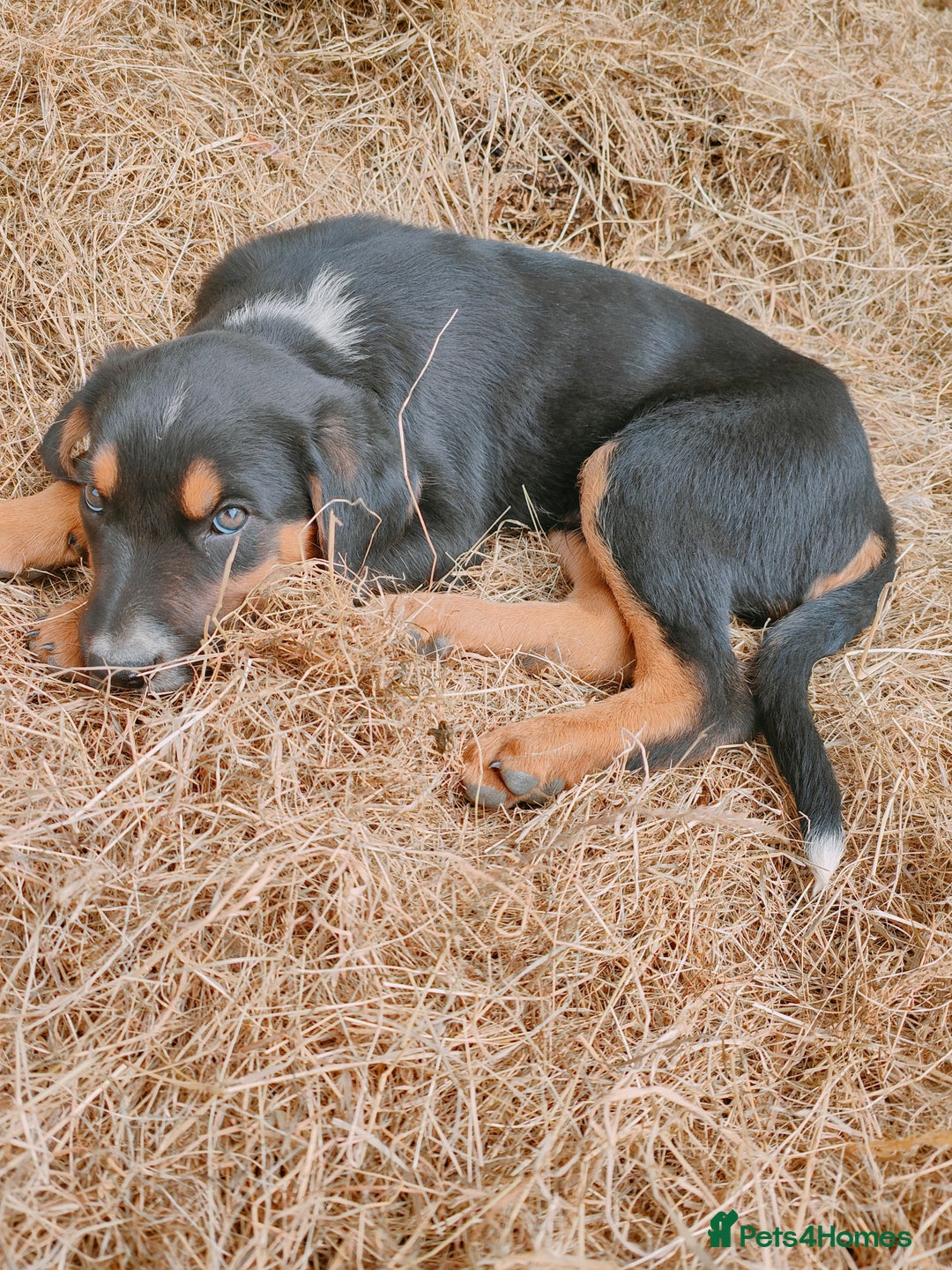 Huntaway dogs for sale: Male Huntaway Pups  - Image 4