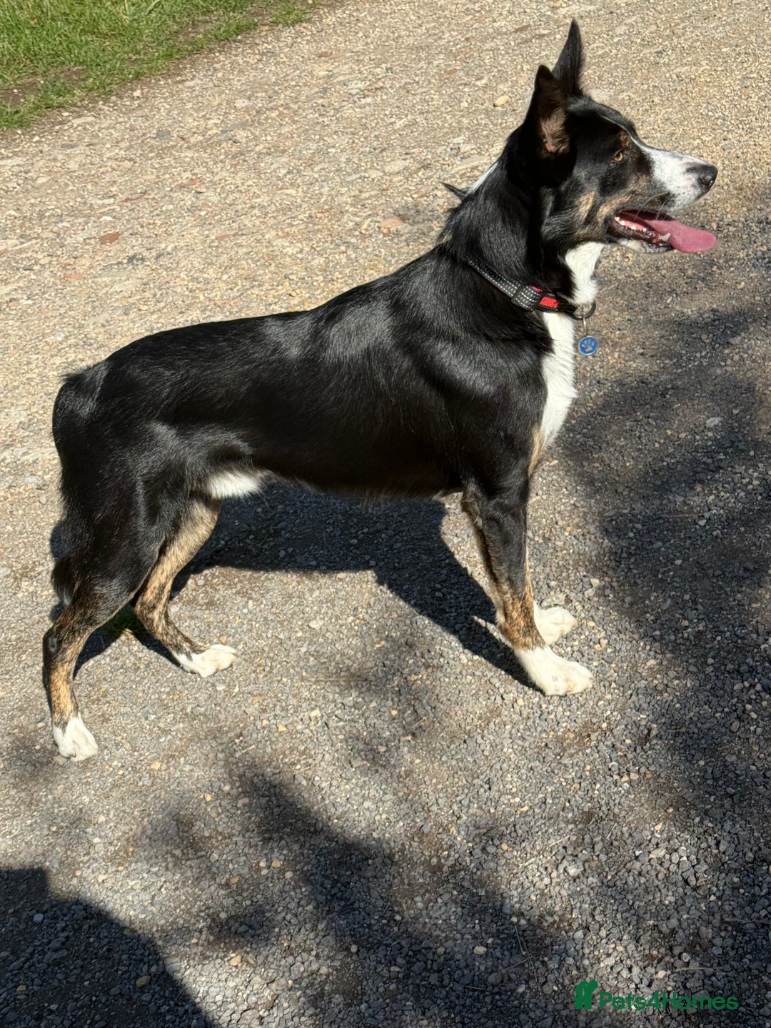 Border Collie dogs for stud: Archie  - Image 2