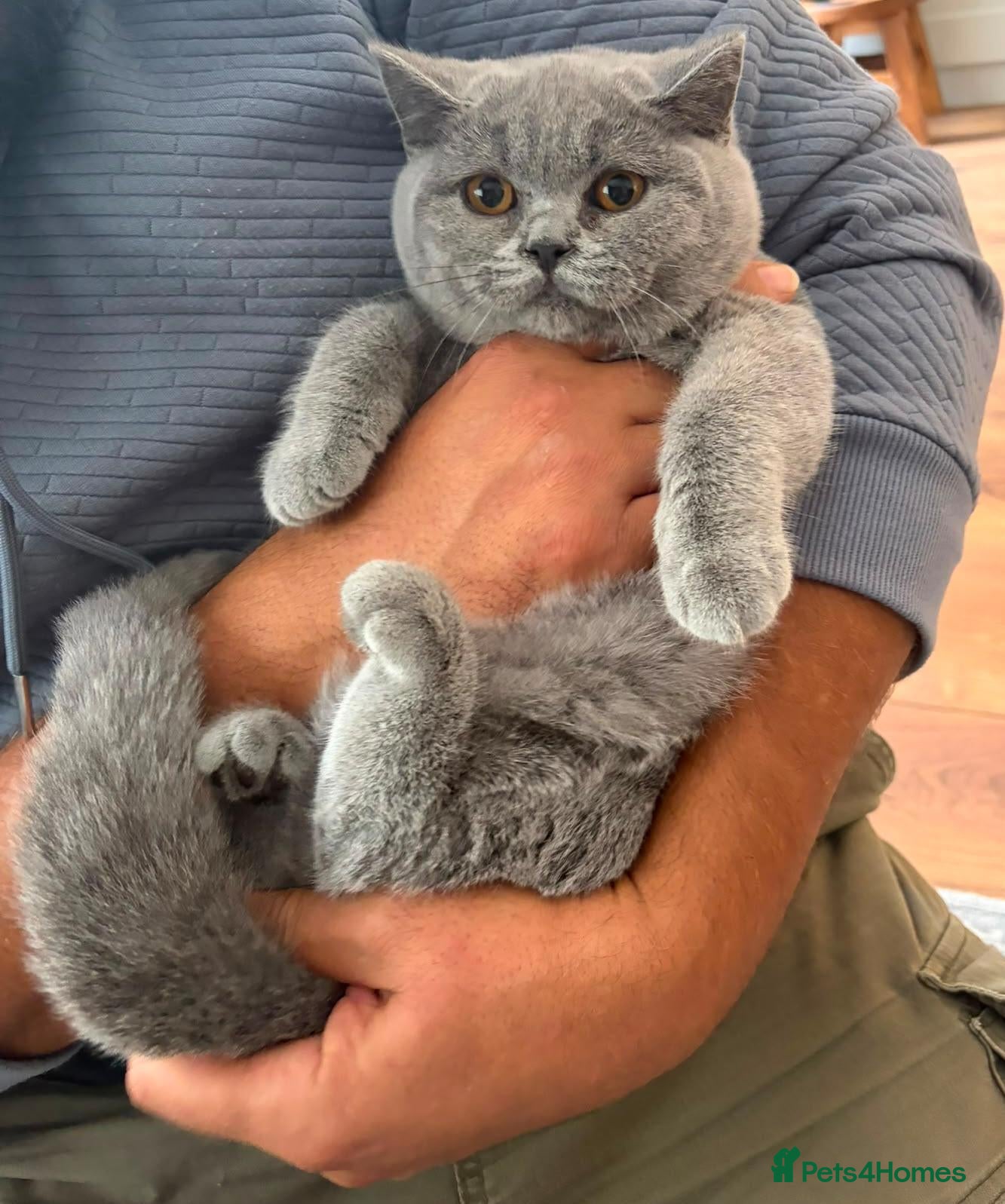 British Shorthair cats Blue British Shorthair ✨ chunky teddy bear kittens - Advert 2