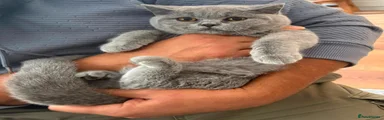 Chunky Blue British Shorthair (light Purple collar)