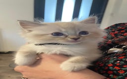Ragdoll cats for sale: Ragdolls kittens  - Image 8