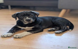 Mixed Breed dogs for sale: Two beautiful Staffy x Husky puppies  - Image 11