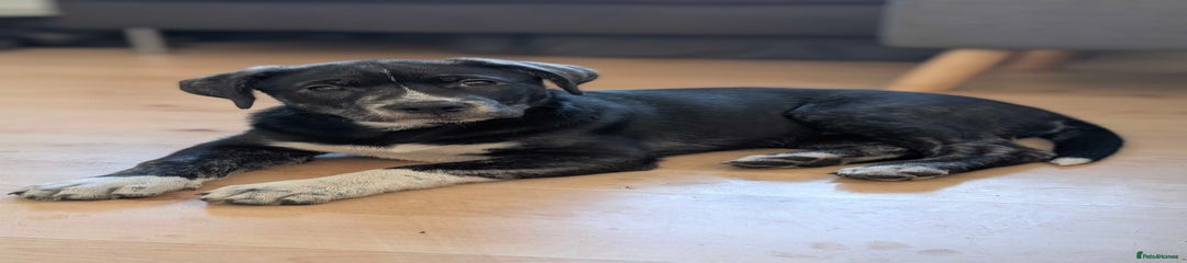 Staffy x Husky Puppy (Baby Red)