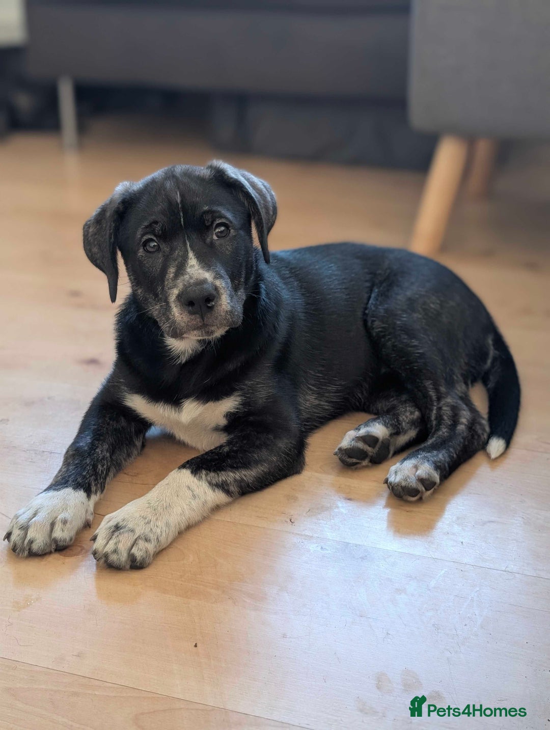 Mixed Breed dogs for sale: Two beautiful Staffy x Husky puppies  - Image 11