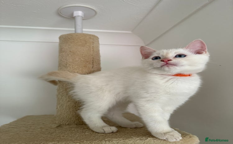 Ragdoll cats - Advert 2