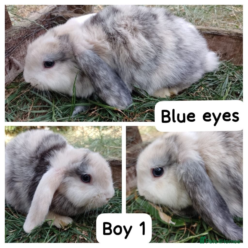 Mini Lion Lop rabbits Mini lion head lop  - Advert 1