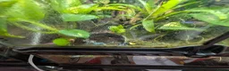 Frog reptiles for sale: 2 female dart frogs and bio enclosure  - Advert 2