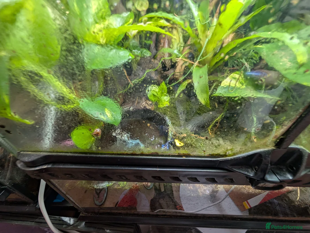 Frog reptiles for sale: 2 female dart frogs and bio enclosure  - Advert 2