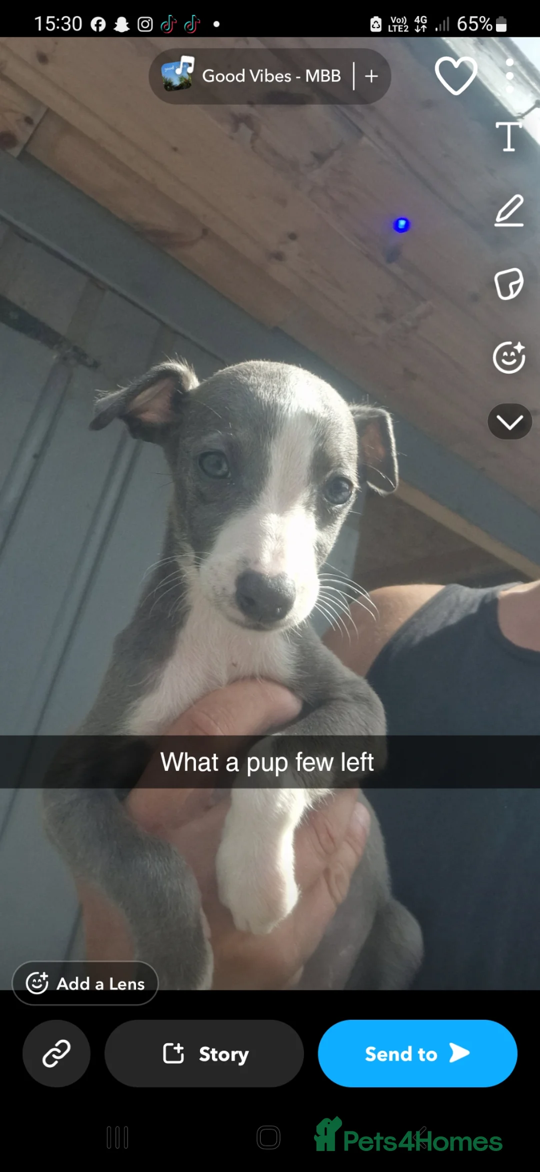Whippet dogs for sale: Whippet pups  - Advert 1