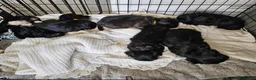 Malshi dogs for sale: Beautiful malshi puppies - Advert 10