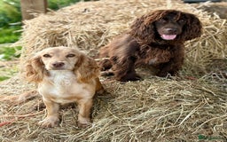 Cocker Spaniel dogs for sale: Ready Now- Quality Chocolate Pups Available - Image 15