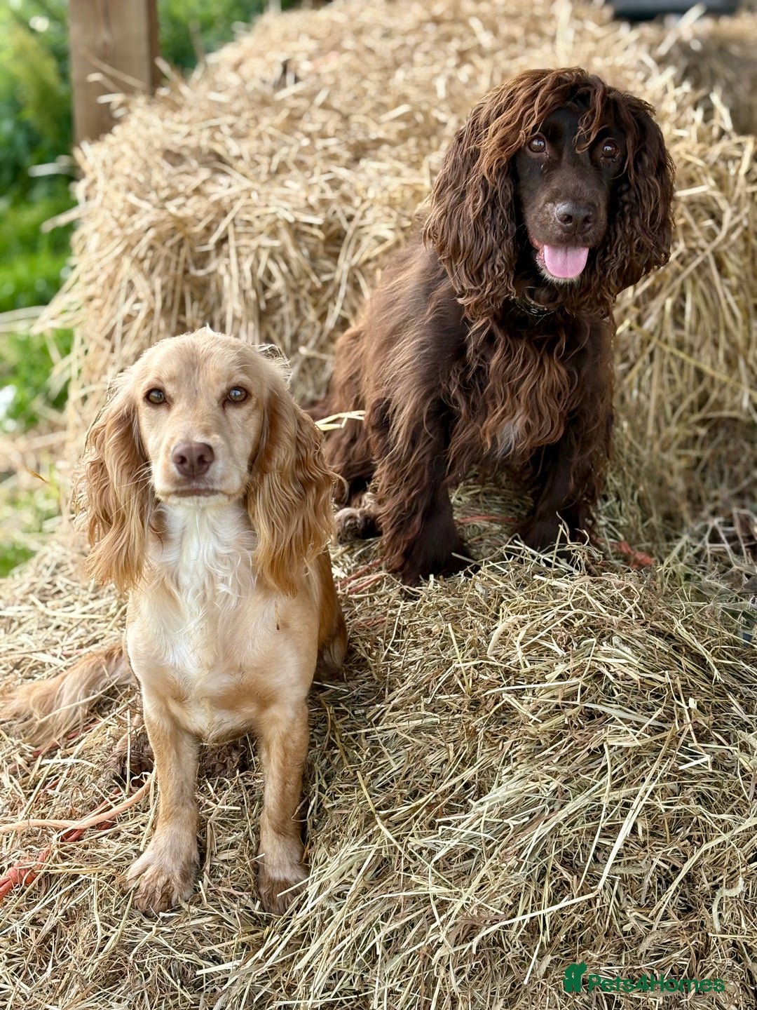 Cocker Spaniel dogs for sale: Ready Now- Quality Chocolate Pups Available - Image 15