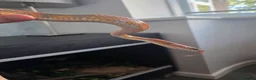 Corn Snake reptiles for sale: 2 female corn snakes in King's Lynn - Advert 5