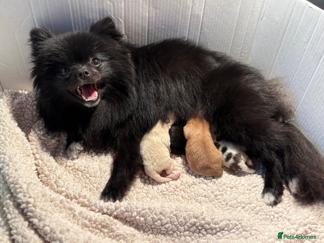 Pomeranian dogs for sale: Beautifu Litter- Russian/Chi Tien Pomeranian Pups - Advert 5