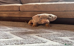 Miniature Dachshund dogs for sale: ❤️❤️⭐️Miniature dachshund⭐️❤️❤️ - Image 22