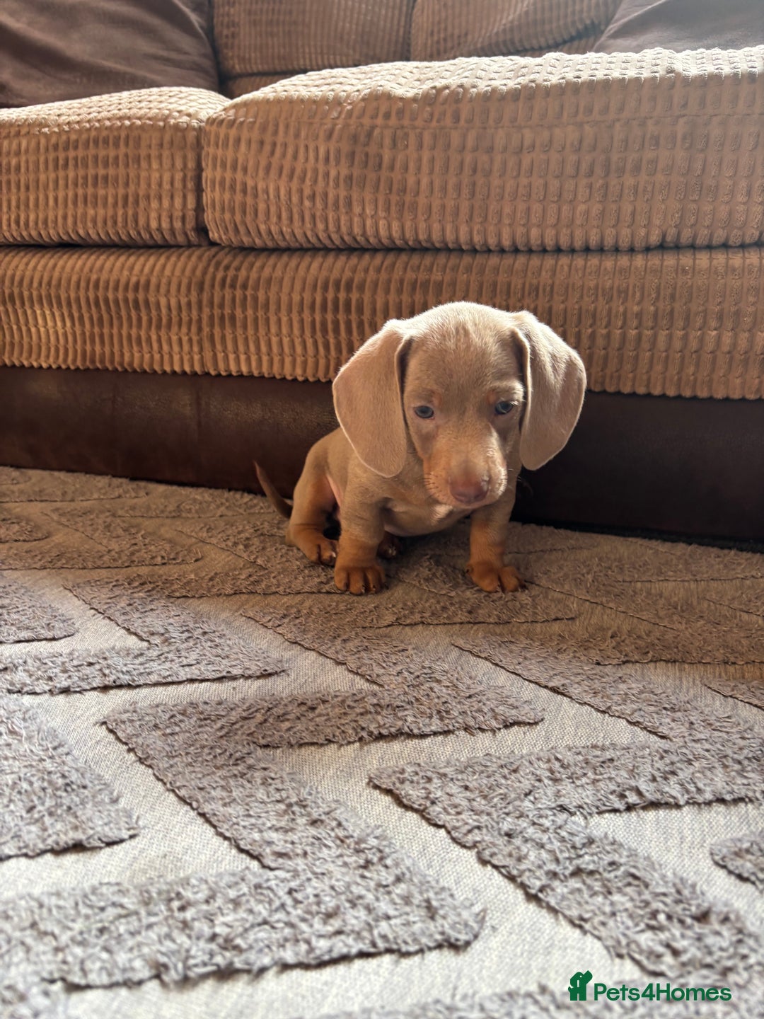 Miniature Dachshund dogs for sale: ❤️❤️⭐️Miniature dachshund⭐️❤️❤️ - Image 22