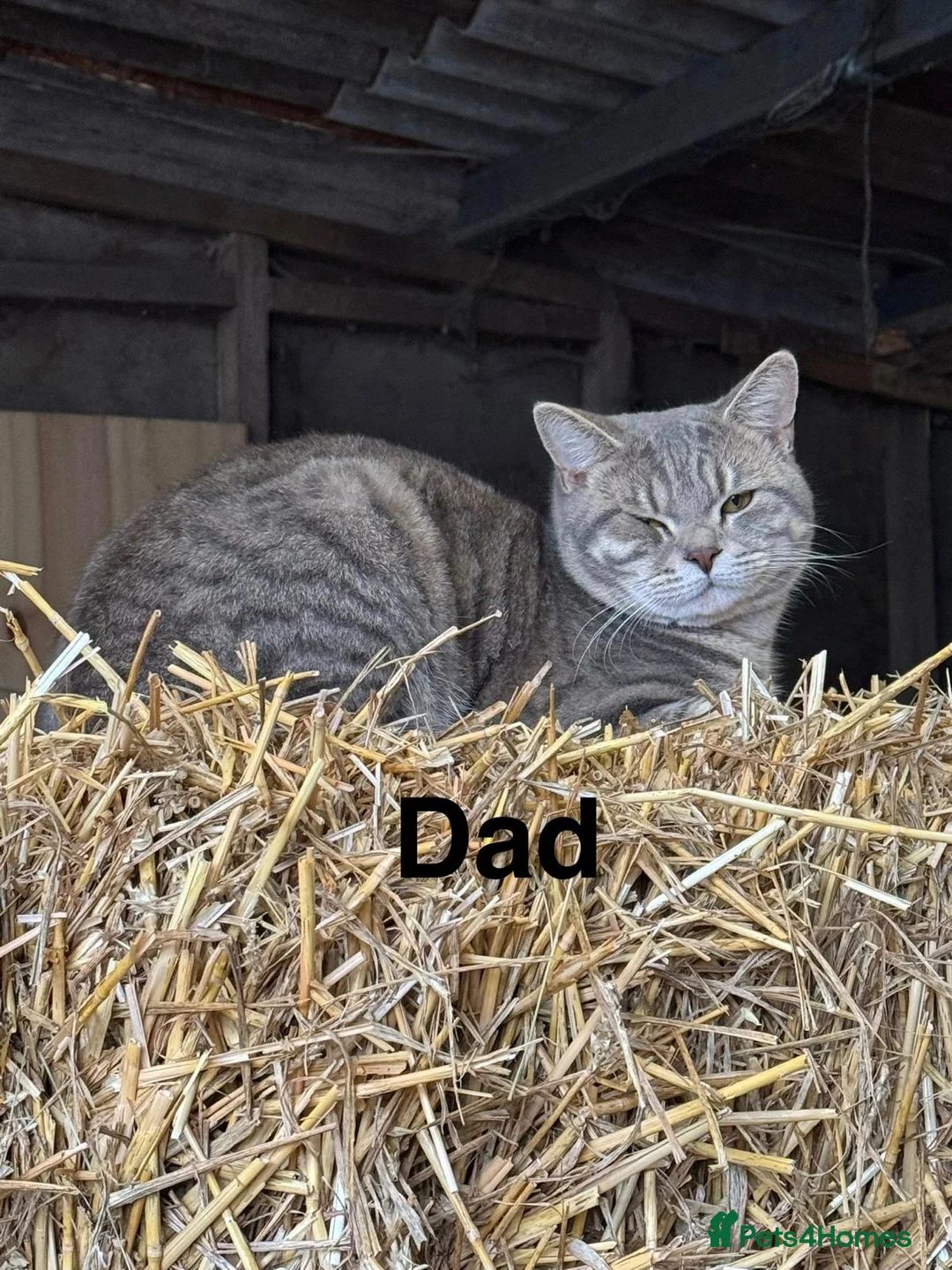 Mixed Breed cats for sale: Persian X Kittens - Advert 8