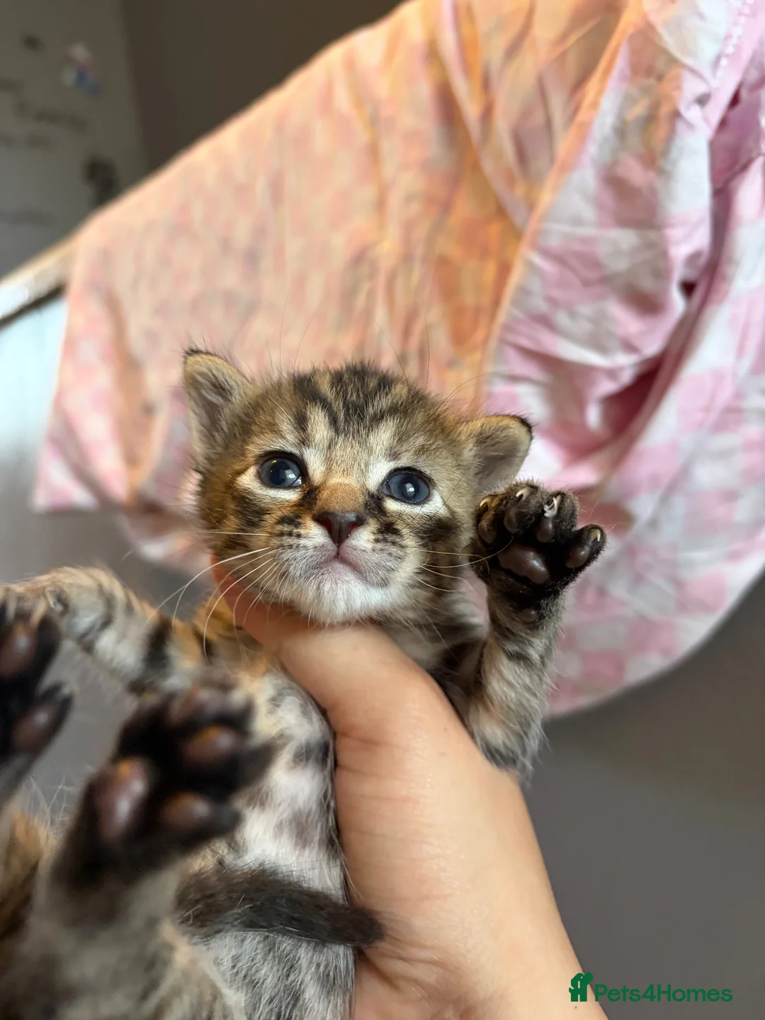 British Shorthair cats for sale: Baby kitties for sale  in Salisbury - Advert 3