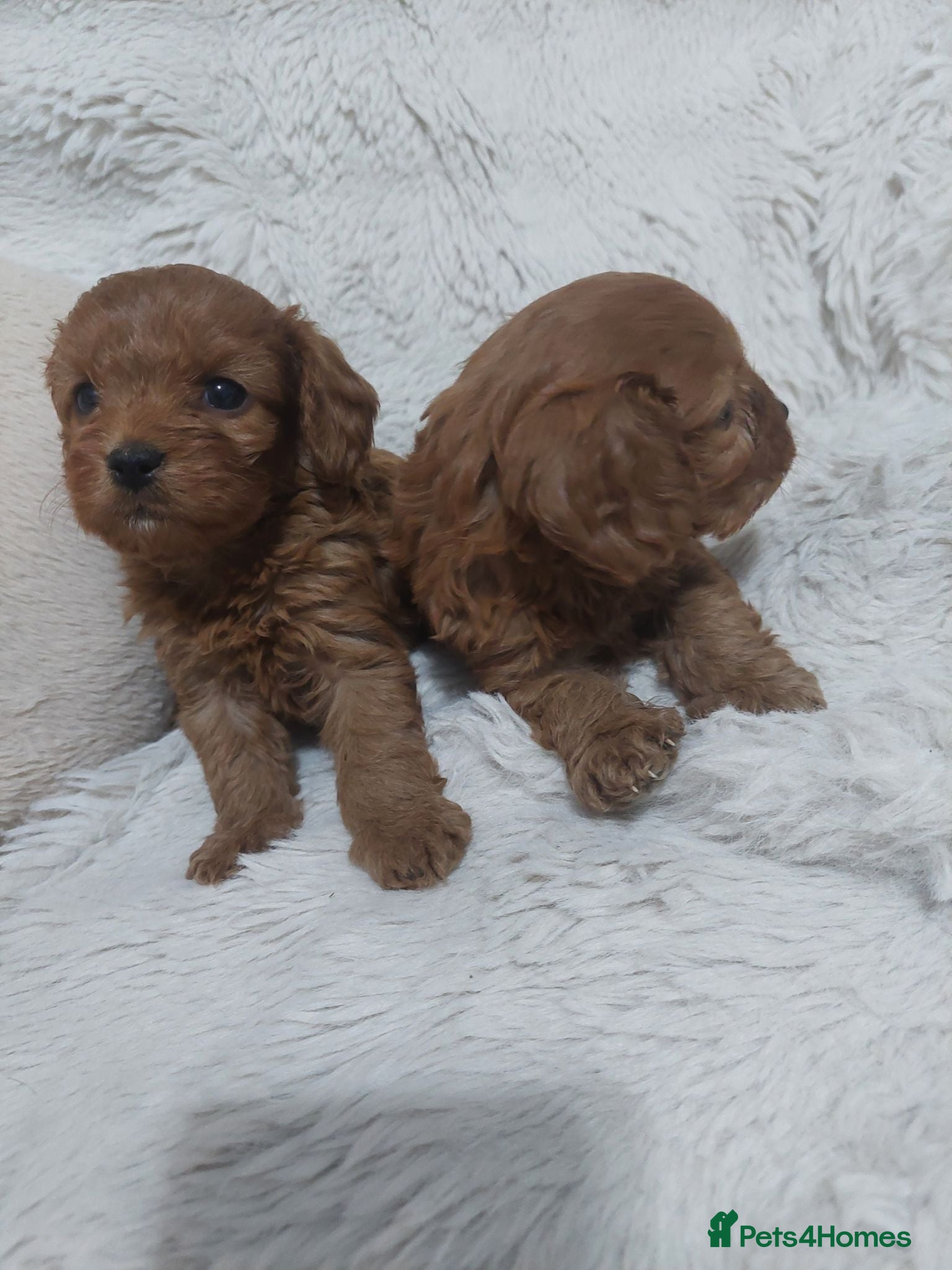 Cavapoo dogs Cavapoo puppies - Advert 1