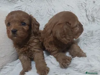 Cavapoo dogs Cavapoo puppies - Advert 1