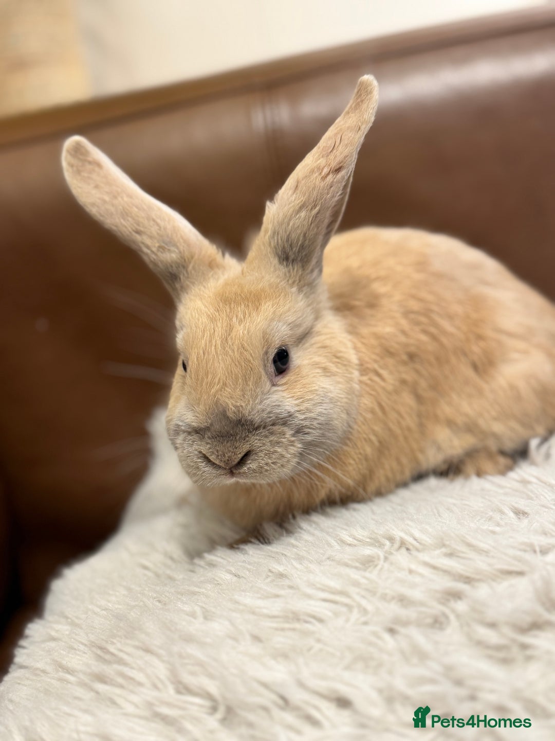 Dwarf Lop rabbits for sale: Baby rabbits - Advert 4