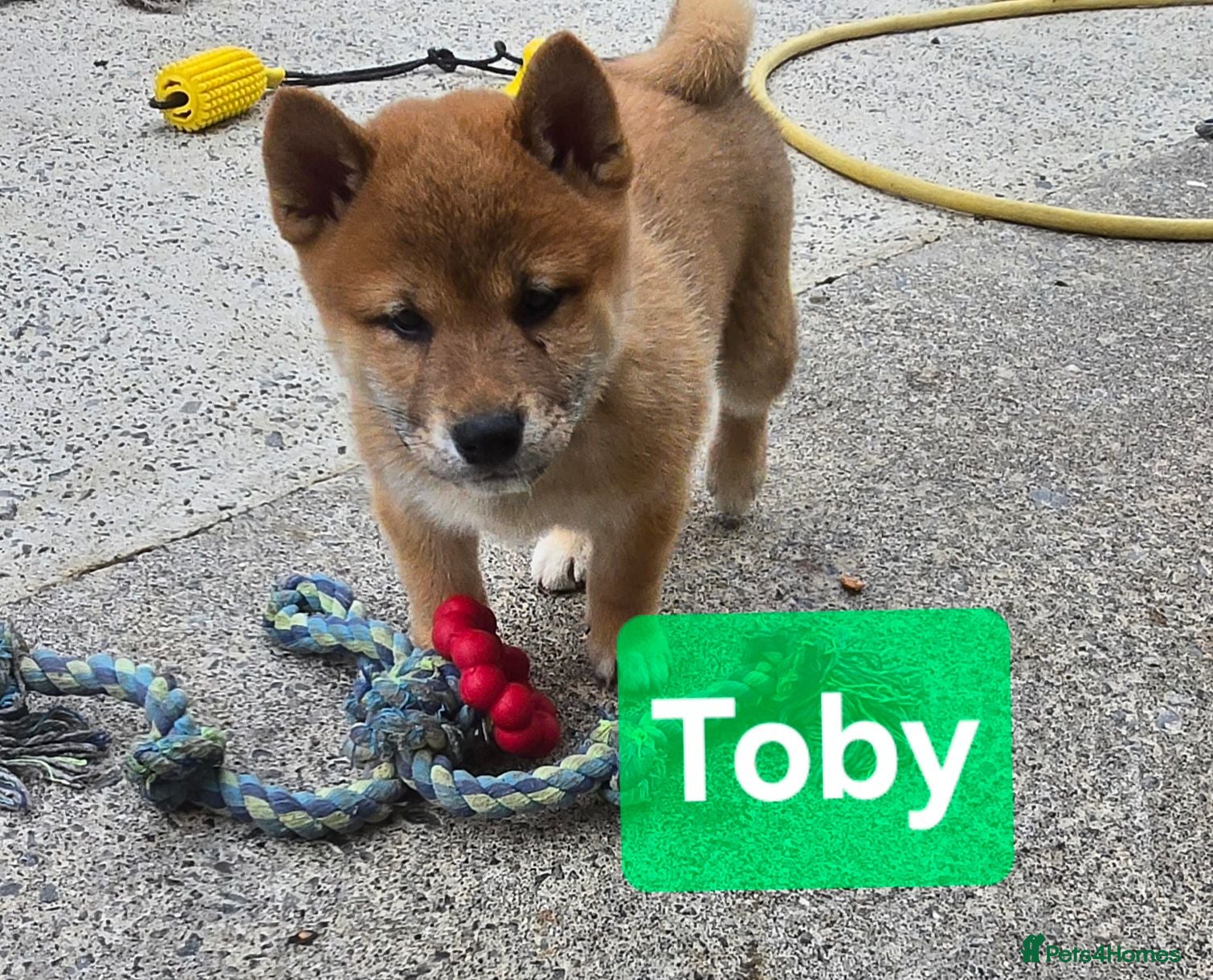 Japanese Shiba Inu dogs Foxy little shibas - Advert 2