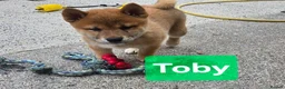Japanese Shiba Inu dogs for sale: Foxy little shibas - Advert 7