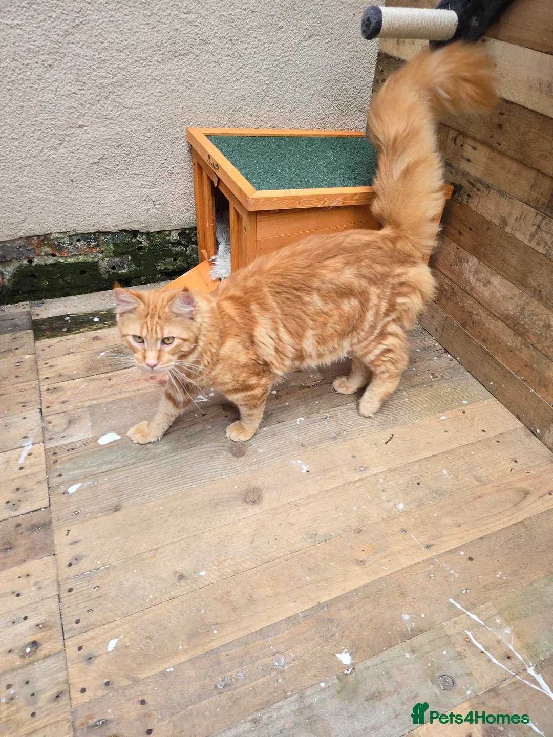 Maine Coon cats for sale: 😻😻beautiful Maine coone 👑👑😻♥️♥️ - Image 12