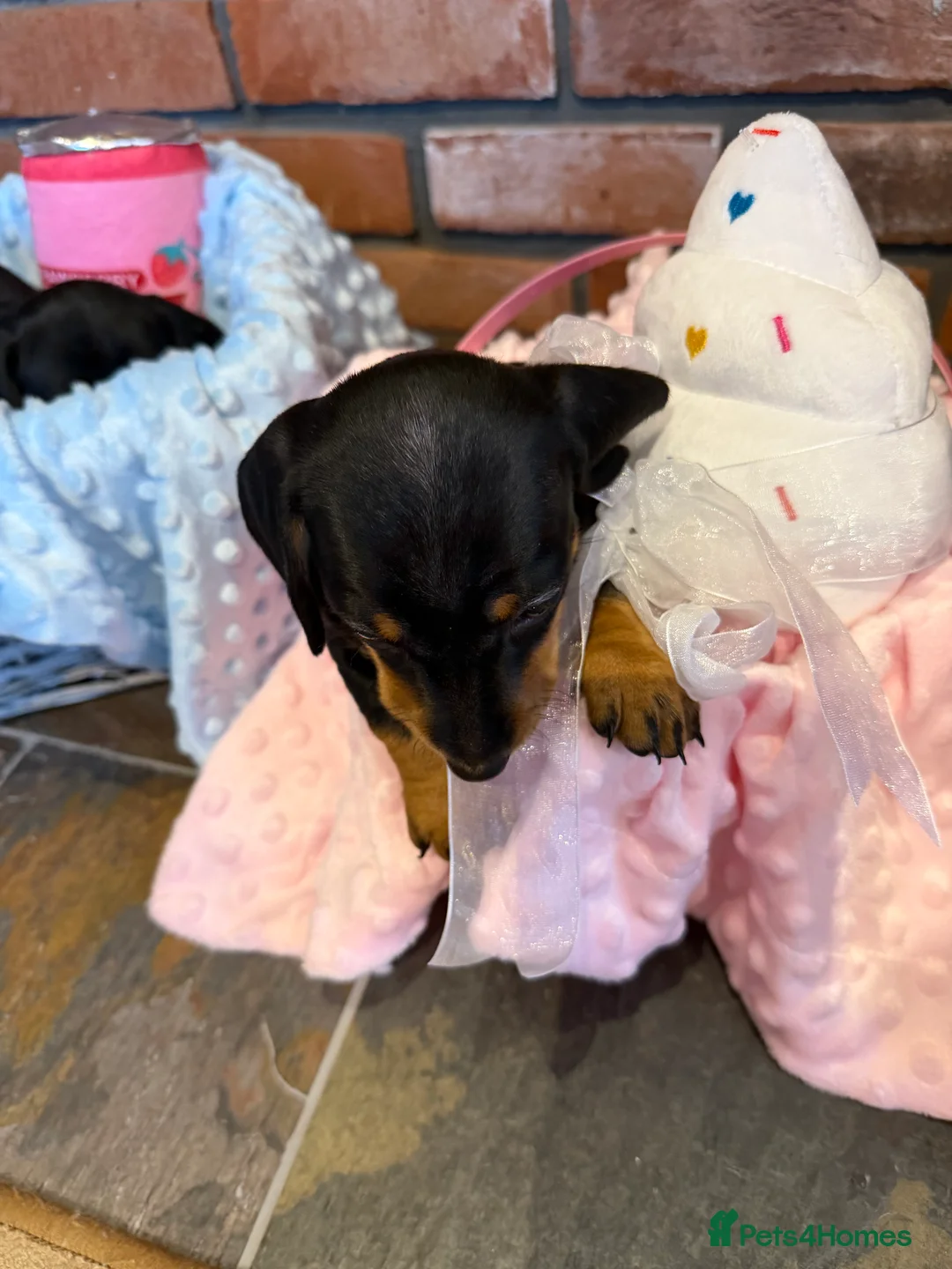 Dachshund dogs for sale: Miniature dachshunds  - Advert 7