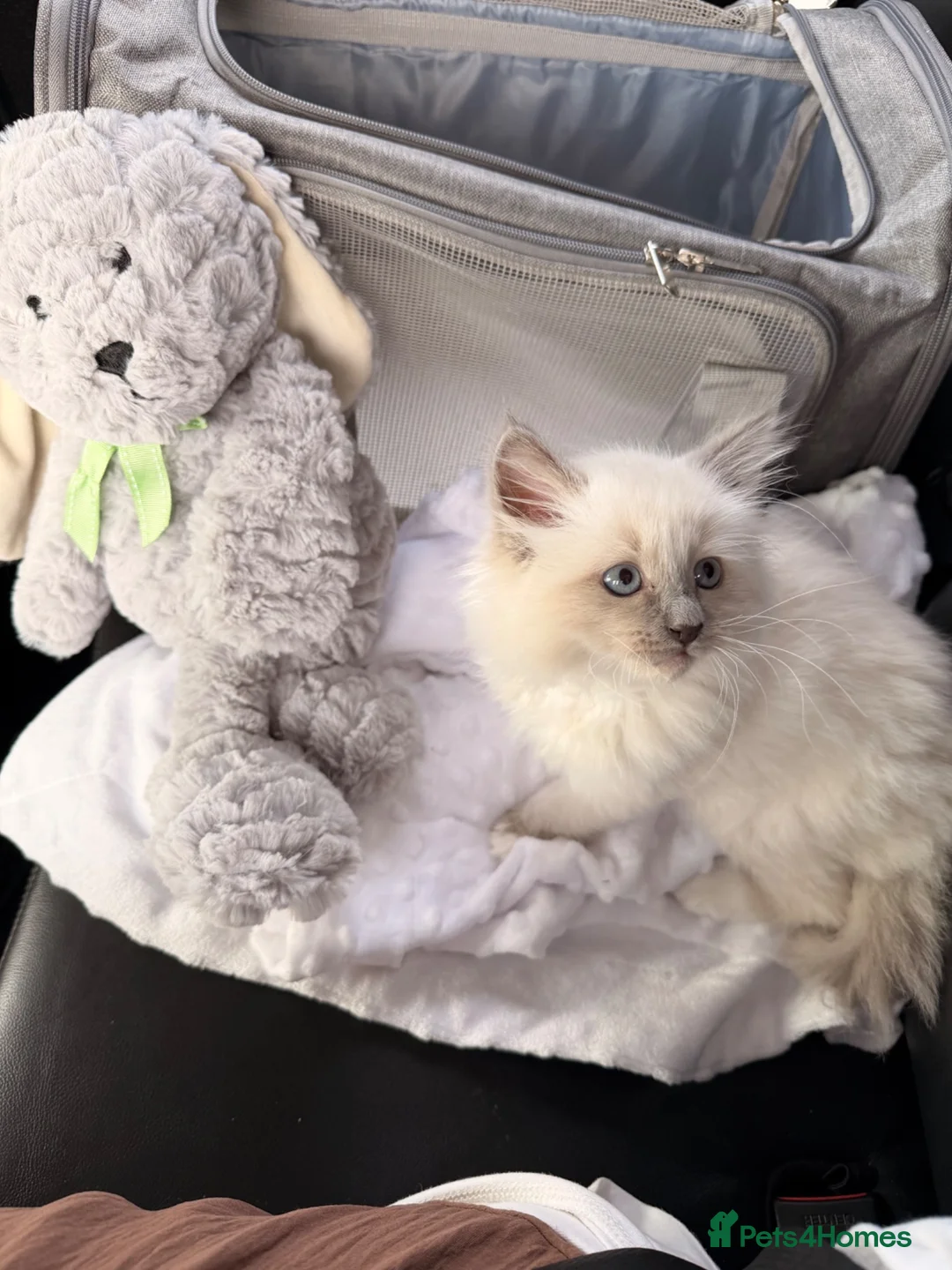 Ragdoll cats for sale: Beautiful blue mitted ragdoll boy xxx - Advert 5